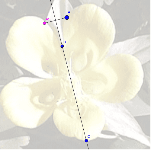 Use point A to trace the outside edges of the flower. What do you notice about the paths of points A and A'?