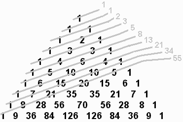 Leonardo Pisano detto il Fibonacci (1175-1250), cioè figlio di Bonaccio, individuò questa serie per la prima volta nel 1202, per risolvere un problema pratico: quante coppie di conigli si ottengono in un anno da una sola coppia supponendo che produca ogni mese (tranne il primo) una nuova coppia che a sua volta diventa fertile a partire dal secondo mese? La risposta è 144 coppie di conigli. In questa serie ogni numero è il risultato della somma dei due precedenti: 0, 1, 1, 2, 3, 5, 8, 13... fino all’infinito. Fino al XIX secolo a questa successione non fu attribuita alcuna importanza, finché si scoprì che può essere applicata, per esempio, nel calcolo delle probabilità, nella sezione aurea e nel triangolo aureo. I numeri di Fibonacci si trovano anche in natura, per esempio nella disposizione delle foglie (vedere disegno sopra). In molti alberi, scegliendo una foglia su uno stelo e assegnandole il numero “0”, contando il numero di foglie fino ad arrivare a una perfettamente allineata con la foglia “0”, probabilmente si troverà un numero di Fibonacci. Anche i petali di moltissimi fiori sono un numero di Fibonacci. Al matematico pisano si deve anche l’introduzione dei numeri arabi in Italia.

