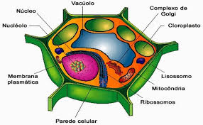 Célula vegetal