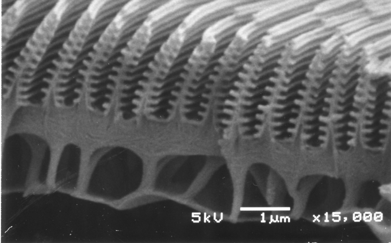 In this scanning electron microscope image of the wing structure of the Morpho butterfly taken by Shinya Yoshioka of Osaka University, small tree-like structures are seen.  There is no pigment visible even in a color photo. 