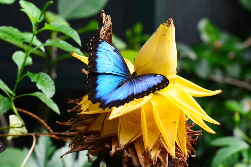 [url=https://pixabay.com/en/blue-morpho-banana-flower-blue-1310711/]"Morpho Butterfly"[/url] by SHAWSHANK61 is in the [url=http://creativecommons.org/publicdomain/zero/1.0/]Public Domain, CC0[/url]
