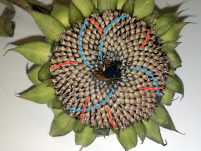 34/55 sunflower with 34 blue spirals (clockwise) and 55 red (counterclockwise)