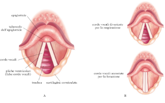  Cosi' come accade alle nostre corde vocali,delle piccole membrane tese, che vibrano per effetto dell'aria che esce dai polmoni                                                       
