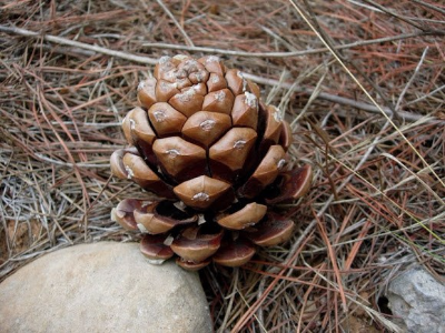 Piñas de coníferas