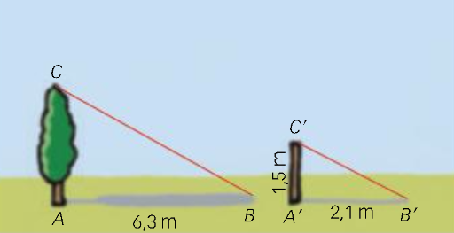 Calcula l'alçada de l'arbre?