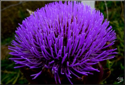 Flor de Alcachofa