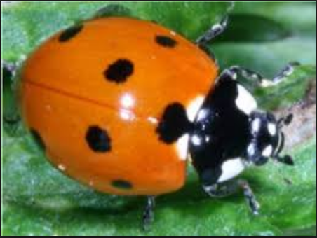 Anche nel corpo di questa piccola coccinella, come in quello di molti insetti si può facilmente notare una simmetria assiale delle ali.