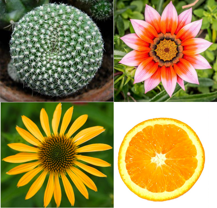 In queste foto si possono osservare particolari esempi naturali, composti da elementi ripetuti e raffiguranti trasformazioni isometriche.