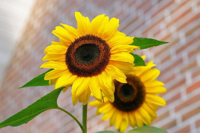 Girasoles