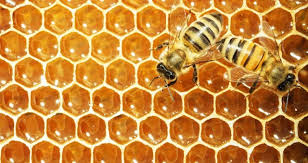 
[size=100][size=150]
Arılar peteği neden altıgen şeklinde yapar? [/size][/size]



