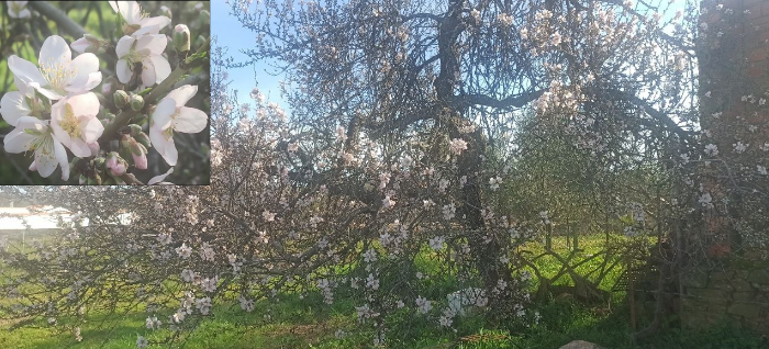 Almendro en flor, con abejas revoloteando alrededor de las flores.