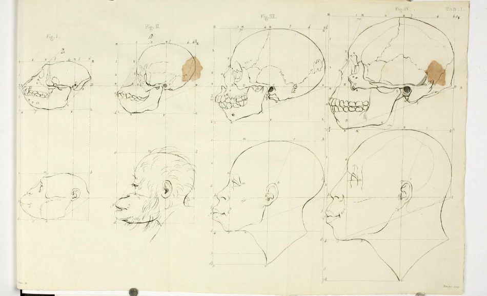 Tekening '[url=https://archive.org/details/dissertationsurl00camp/page/n175/mode/2up]Overgang van aap tot Apollo[/url]' van Petrus Camper in zijn werk Dissertation sur les variétés naturelles qui caractérisent la physionomie des hommes des divers climats et des différens ages : suivie de réflexions sur la beauté, particulièrement sur celle de la tête : avec une manière nouvelle de dessiner toute sorte de têtes avec la plus grande exactitude (p.175).