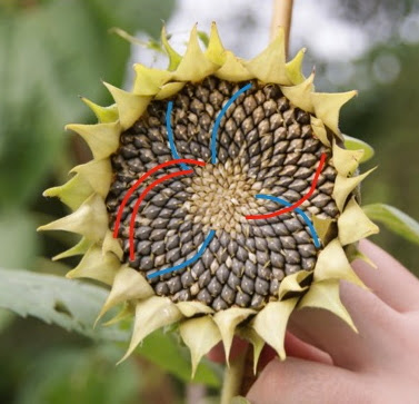 21/34 sunflower with 21 red spirals (clockwise) and 34 blauwe (counterclockwise)
