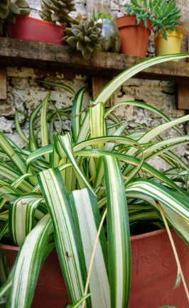 Planta "Lazos de amor"