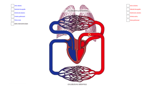 La circolazione del sangue – GeoGebra