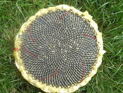 55/89 sunflower with 55 red spirals (clockwise) and 89 blue (counterclockwise)