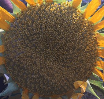 Espirales en un girasol