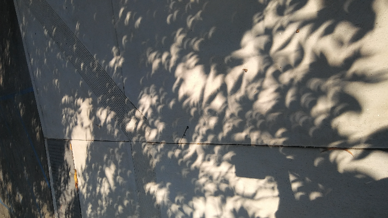 "Sunballs" by Timo Budarz is in the Public Domain, CC0
The crescent sunballs seen under a tree during the August 21, 2017 solar eclipse as viewed from Orange county, California.